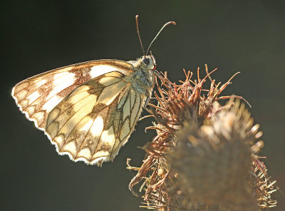 Dambordje 6