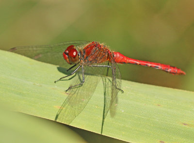 Bloedrode heidelibel 1