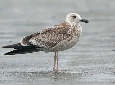 Pontische Meeuw 72