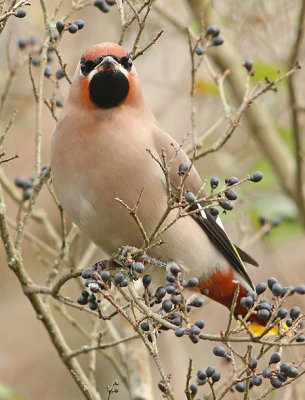 Pestvogel frontal