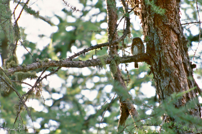 Chevchette dEurope - Glaucidium passerinum - Eurasian Pygmy Owl