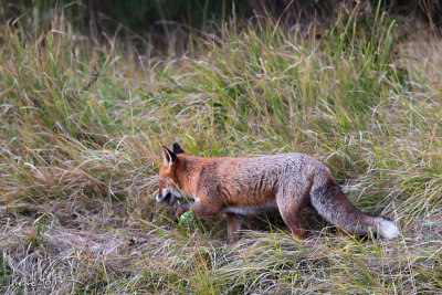 Renard roux - Vupes vulpes - Red fox