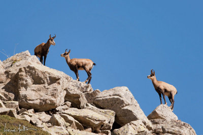 Chamois des Alpes - Rupicapra rupicapra - Alpine chamois