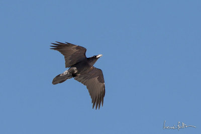 Grand Corbeau - Corvus corax - Northern Raven