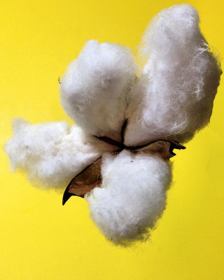 Cotton