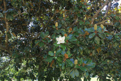 01a - magnolia - IMG_6182.jpg