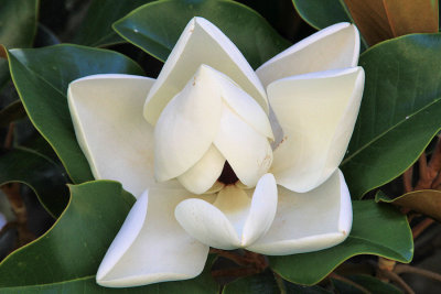 01b - magnolia - IMG_6185.jpg