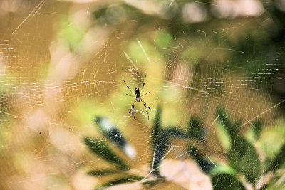 05 - spider - IMG_6203.jpg