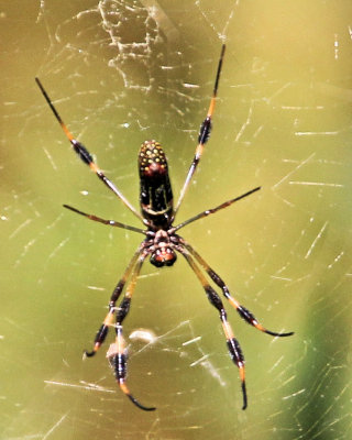 05b - spider - IMG_6203.jpg