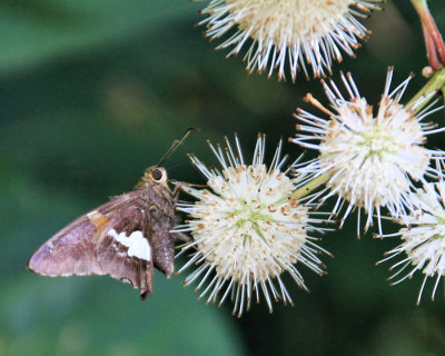 08a - moth - IMG_6288.jpg