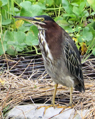 Green Heron in Pond - cropped