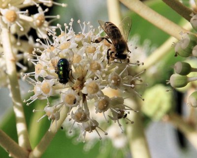 Bee, Fly, Ants - IMG_7421