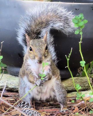 No, I didn't eat your Mums... Who me?   - IMG_5298.jpg