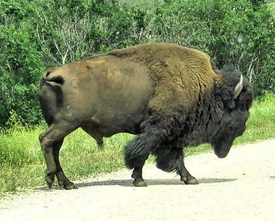 Still from video of a buffalo