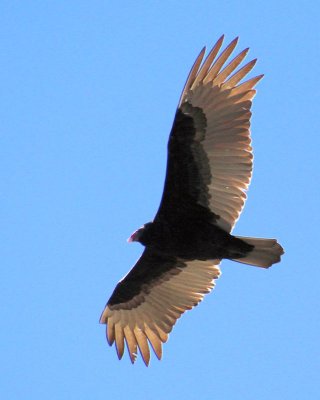 Vulture - IMG_2025 - 800 pixels.jpg