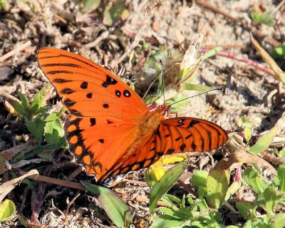 Butterfly - IMG_2079