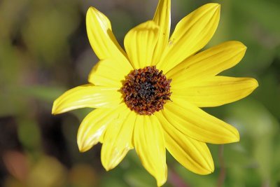 Yellow flower - IMG_2068