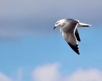 Seagull - IMG_2060