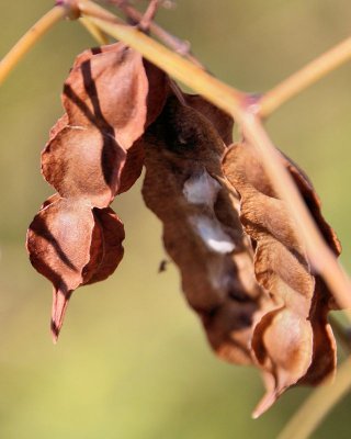 Beans - IMG_2055