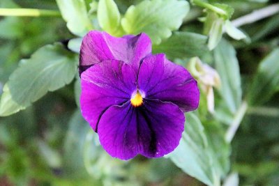 Purple flower - IMG_2189