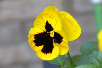 Pansy - IMG_2186