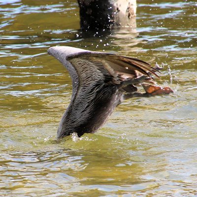 Pelican after a fish - IMG_2121