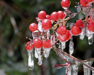 ice on berries - IMG_9880
