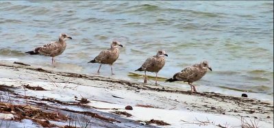 01 - ICE pano of bird - MVI_2539_stitch 