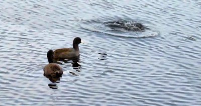 01 - ICE pano of duck - MVI_2551_stitch