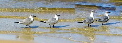 Seagull Pano using ICE