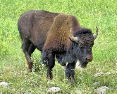02 - buffalo - IMG_3915