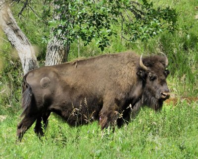 03 - buffalo - IMG_3884