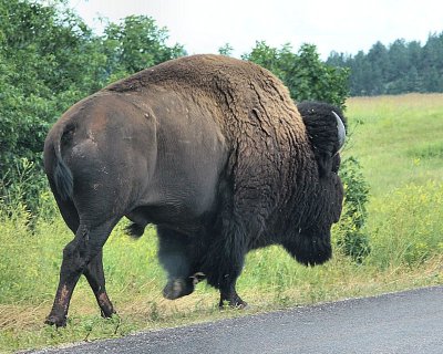 04 - badass buffalo - IMG_0988 