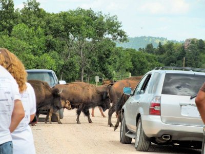 06 buffalo on road - IMG_2096