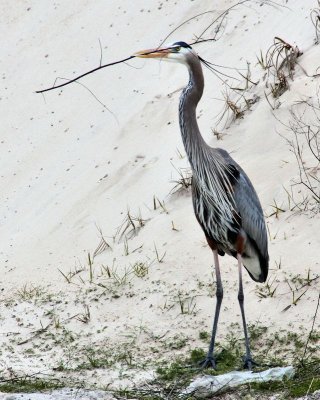 Heron selected a stick - IMG_0179