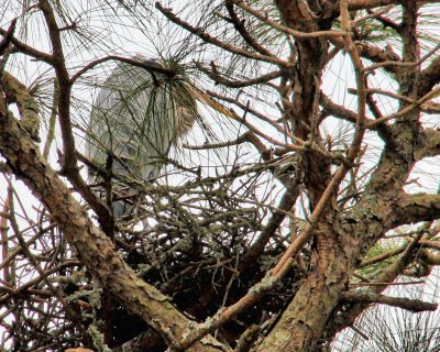 Heron in the nest - IMG_0086