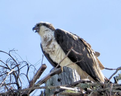 Osprey - IMG_0176