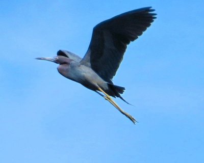 Little blue heron in flight - IMG_0208