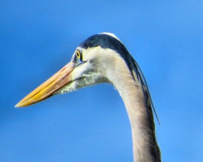 Heron head - IMG_0314