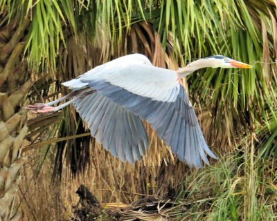 Heron in flight - IMG_0450