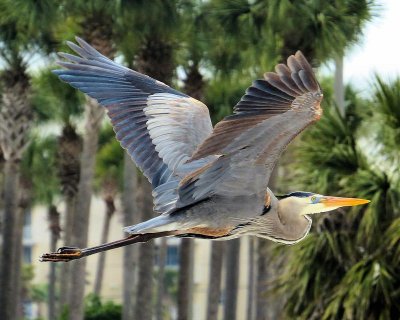 Heron in flight - IMG_0465