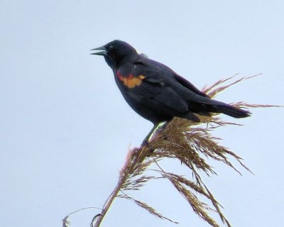 Red winged black bird - IMG_0616