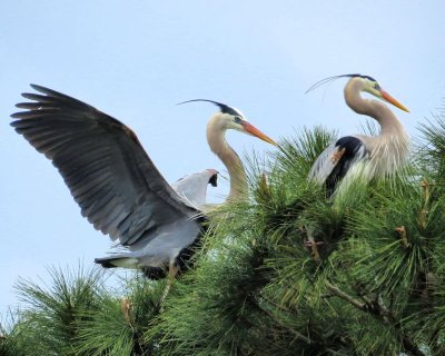 Two herons - IMG_0601