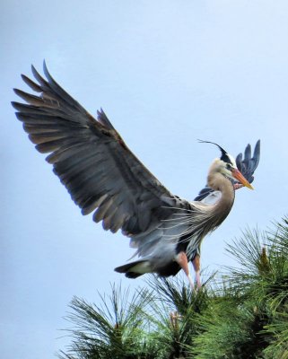 Heron landing - IMG_0596