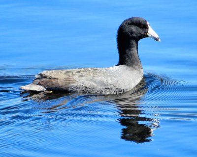 Coot - IMG_0675
