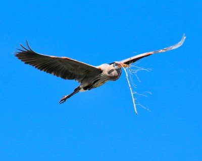 Heron with stick - IMG_4614 