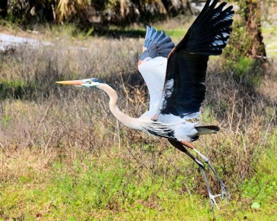 Heron taking off - IMG_4647 