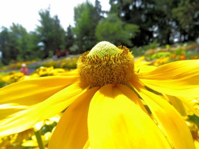 Yellow closeup - IMG_4485 - 1300 wide