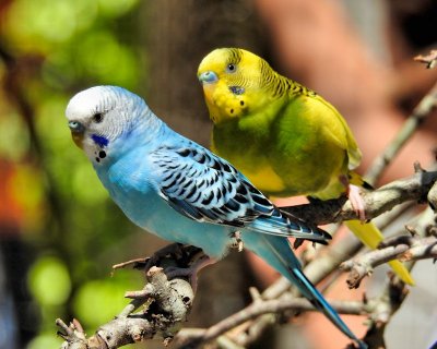 Budgies