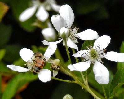 Bee on flower - DSCN0565